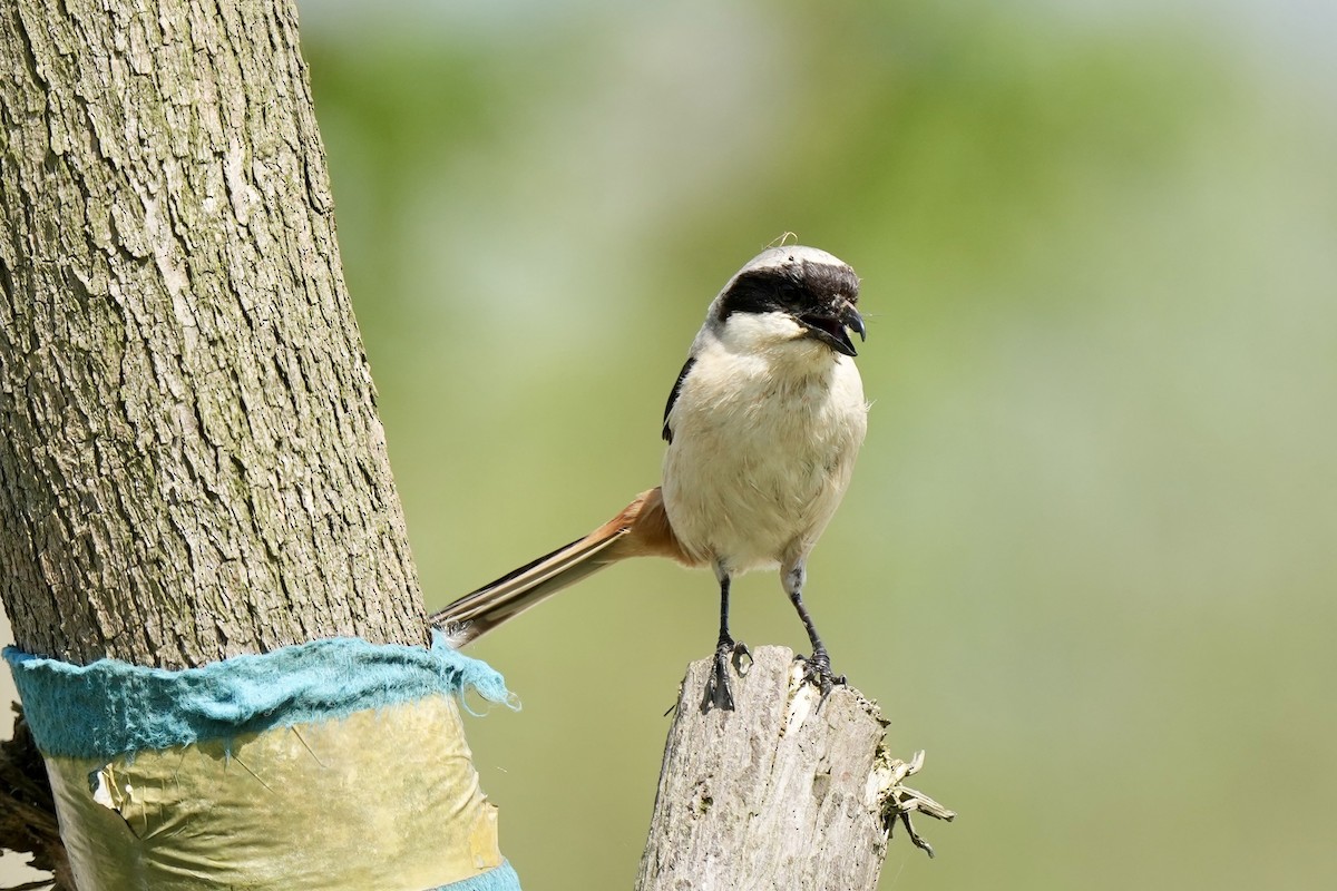 Long-tailed Shrike - Pine Cone