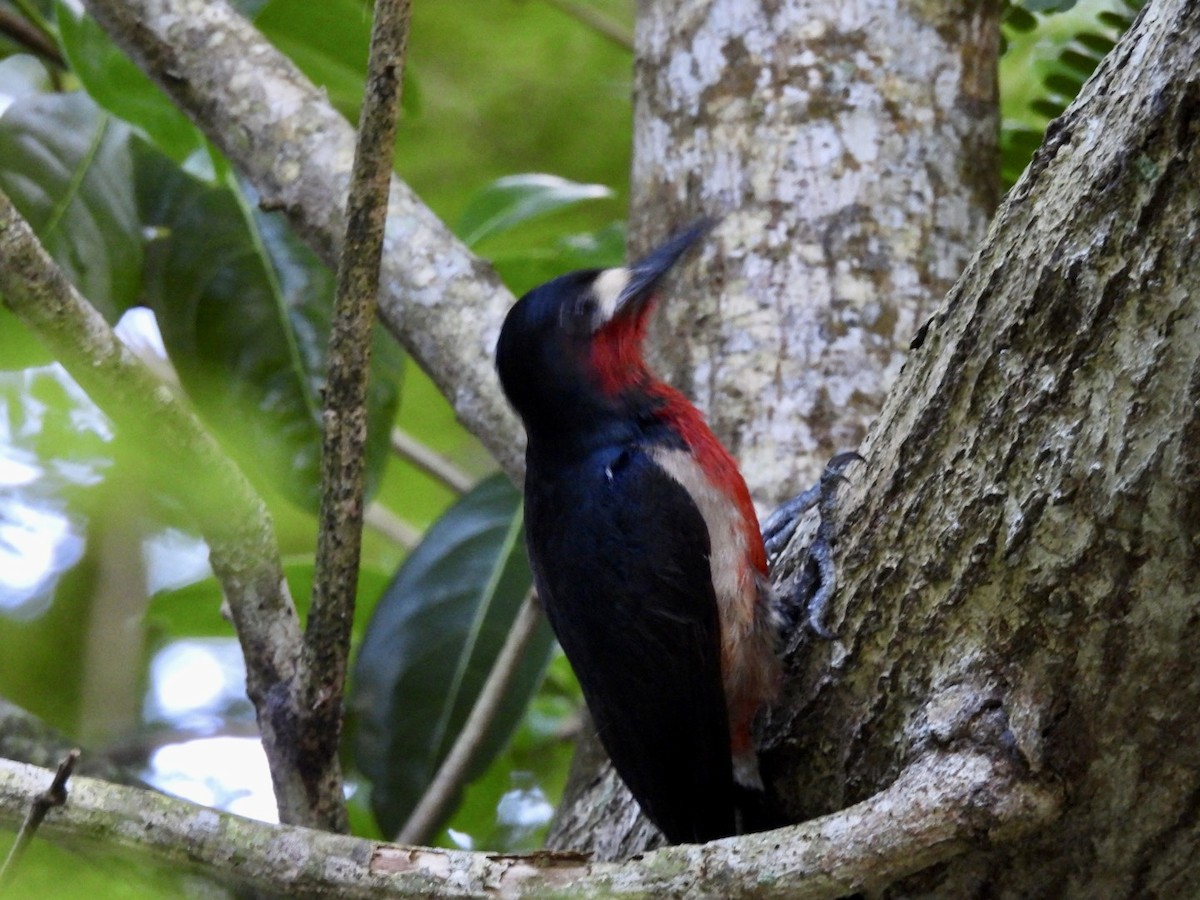 Puerto Rican Woodpecker - Eunice Benko @bahianaii