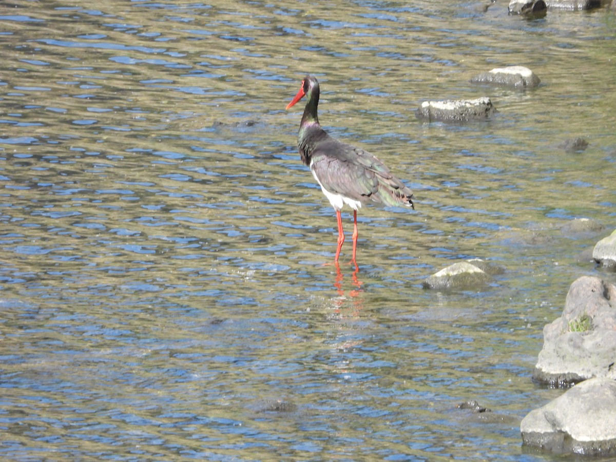 Black Stork - Elena Baonza Díaz