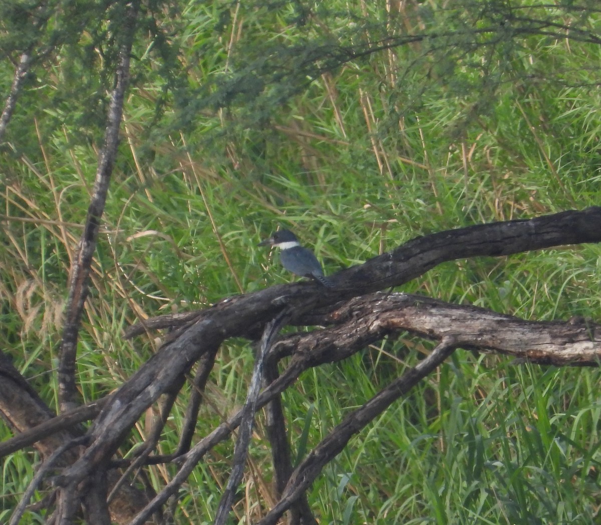 Ringed Kingfisher - ML619225262