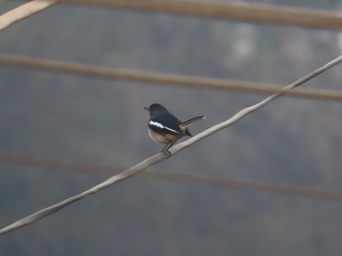 Oriental Magpie-Robin - Shilpa Gadgil