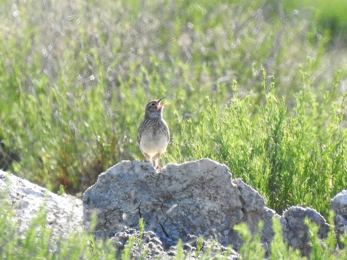 Dupont's Lark - Carmelo García Del Rey