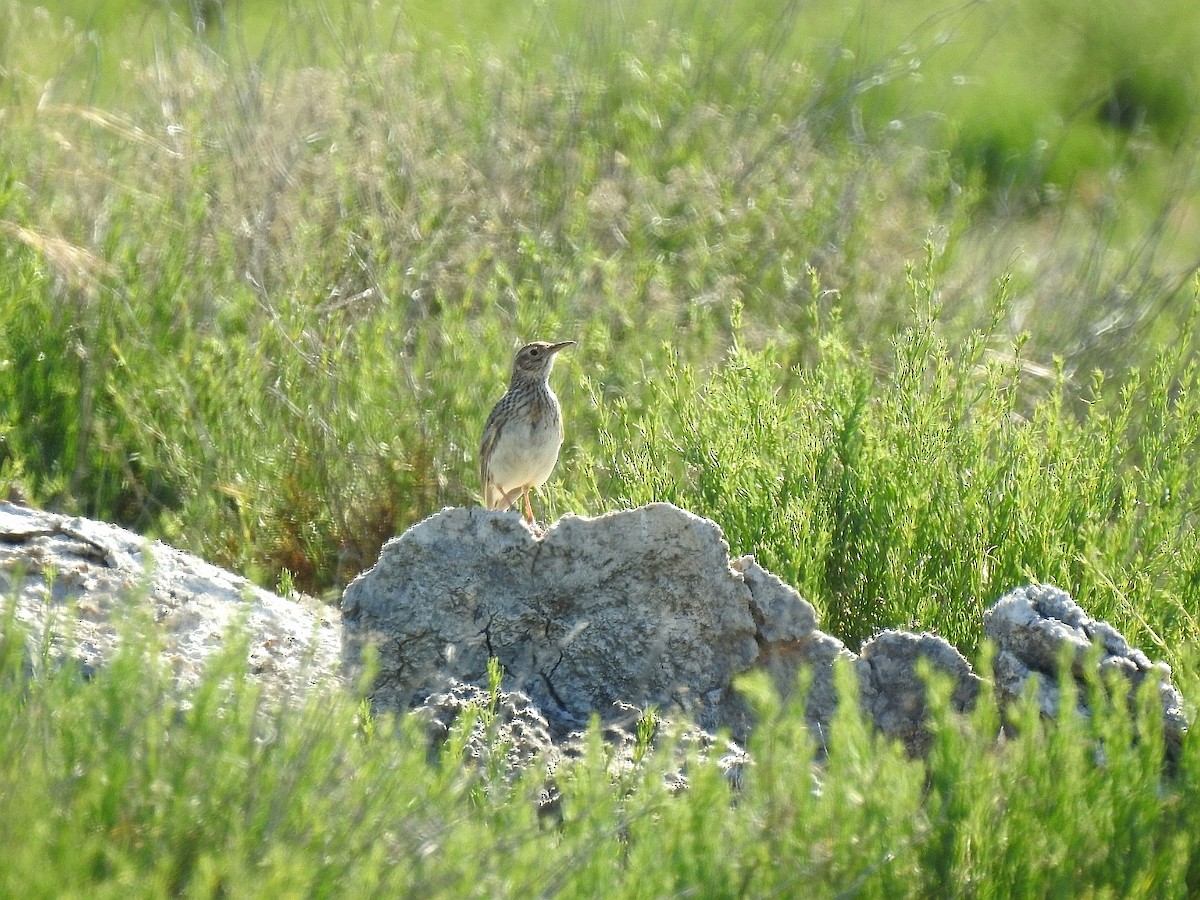 Dupont's Lark - Carmelo García Del Rey