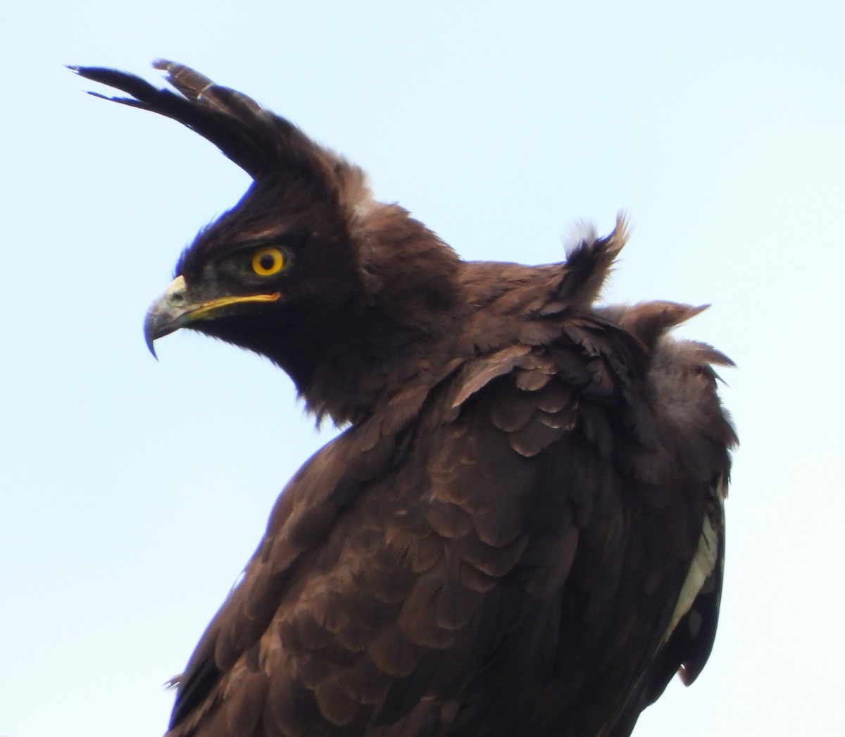 Long-crested Eagle - Lynn Scarlett