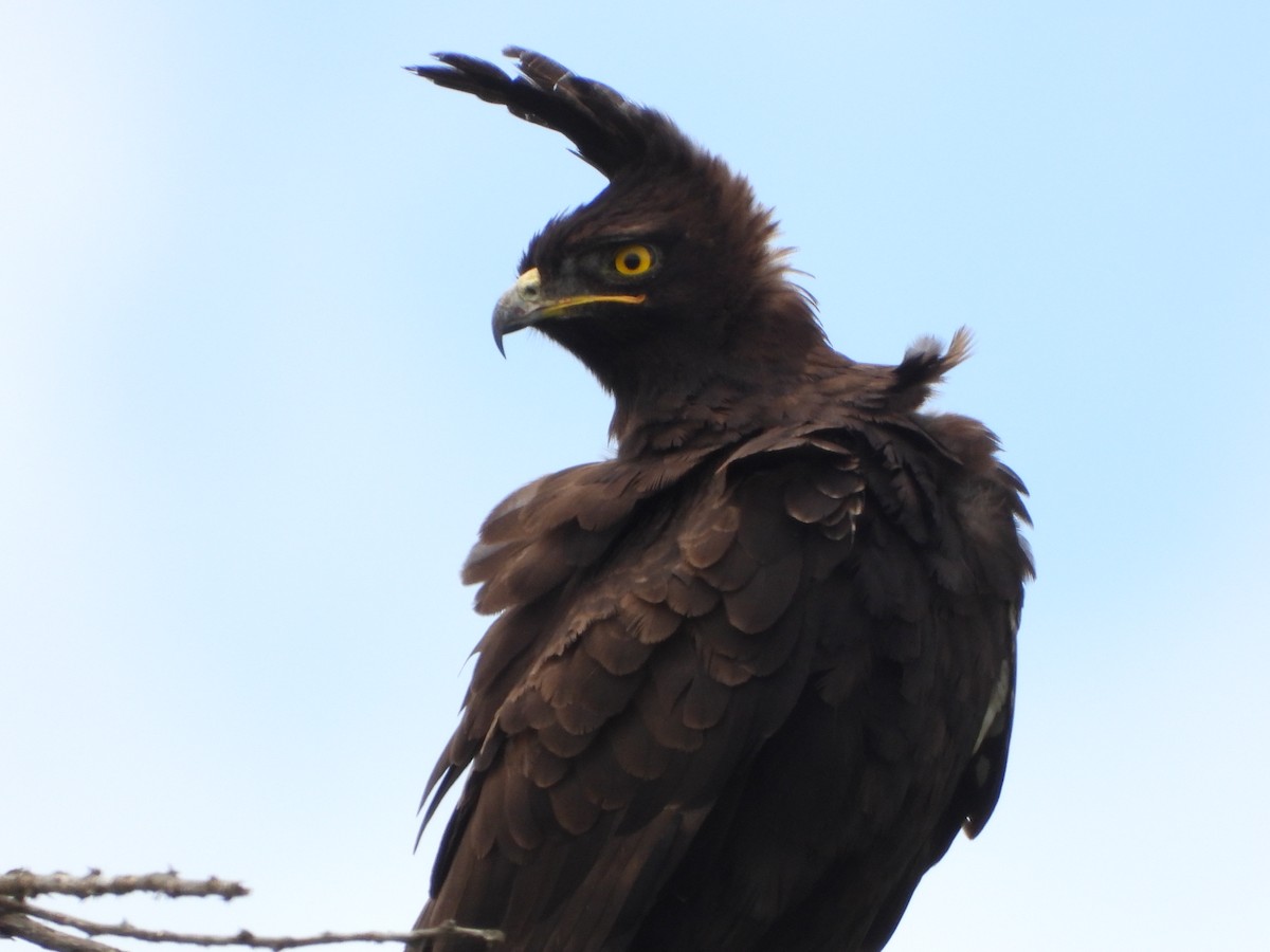 Long-crested Eagle - Lynn Scarlett
