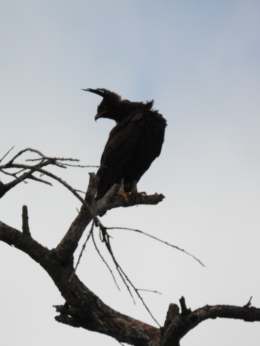 Long-crested Eagle - Lynn Scarlett