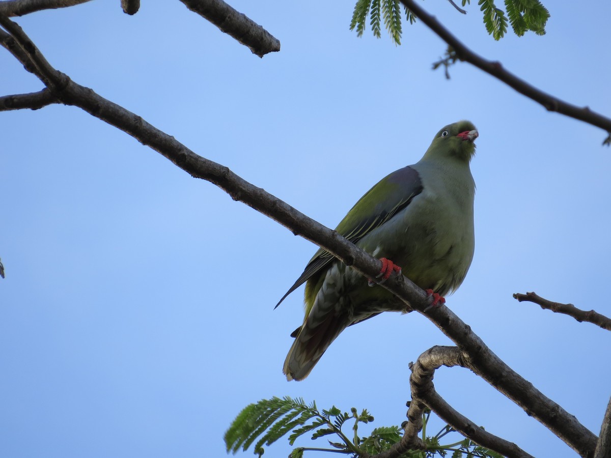 African Green-Pigeon - Mike & Angela Stahl
