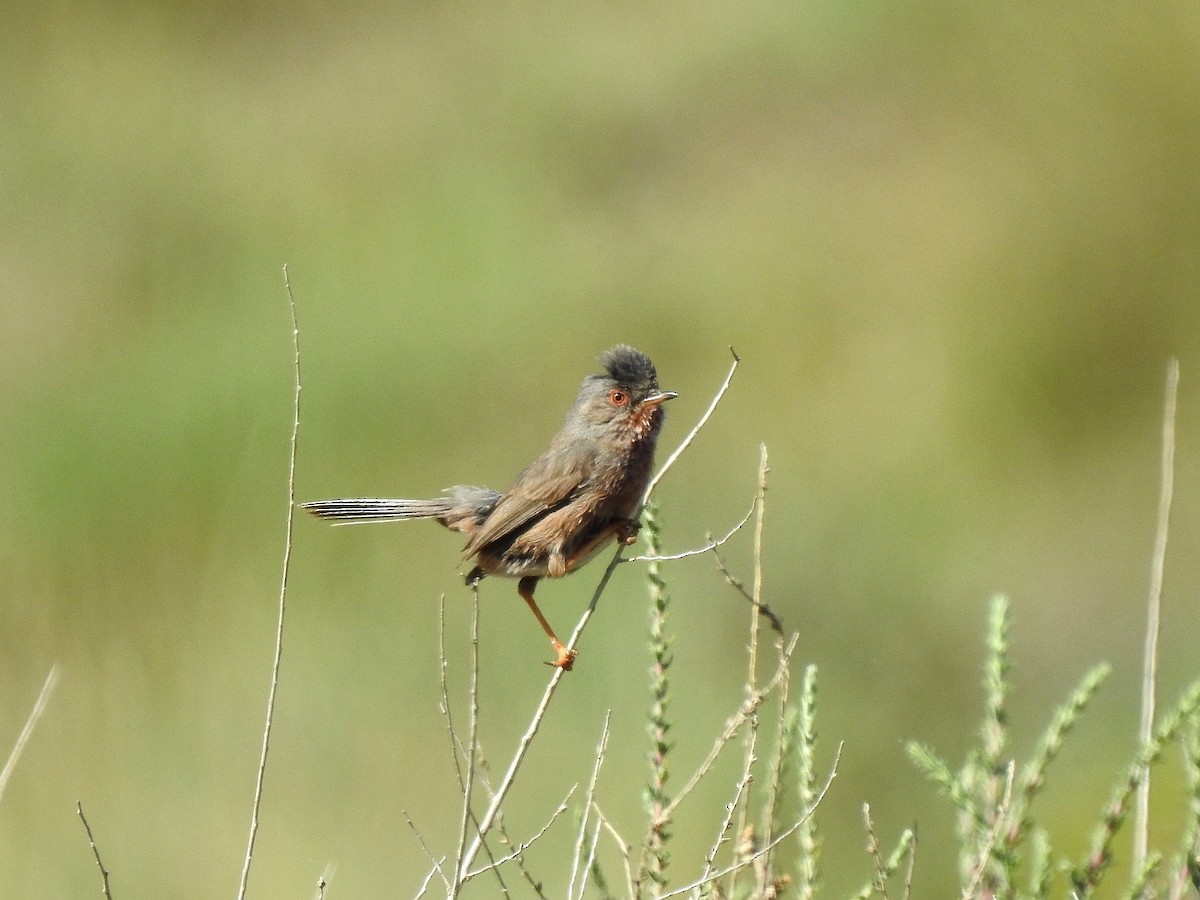 Dartford Warbler - Carmelo García Del Rey