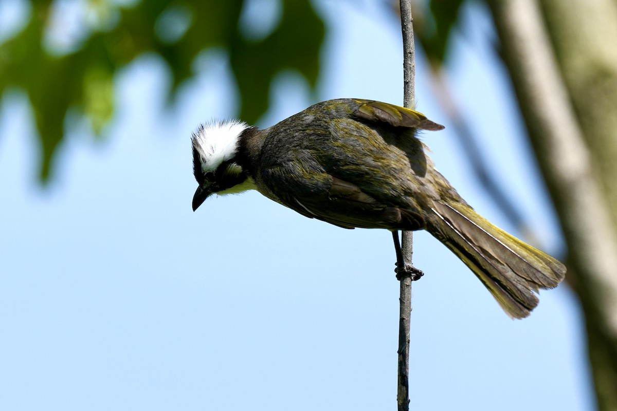 Light-vented Bulbul - ML619225322