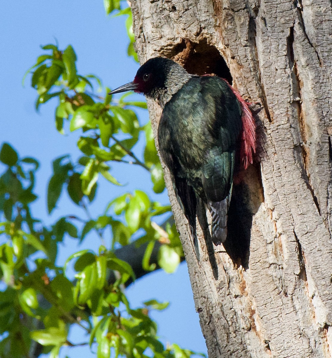 Lewis's Woodpecker - Trey Rogers