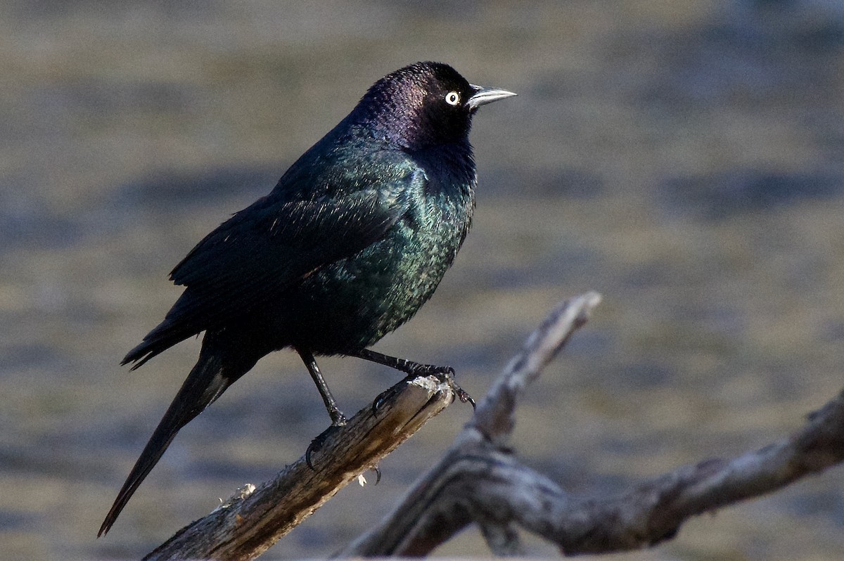 Brewer's Blackbird - Trey Rogers