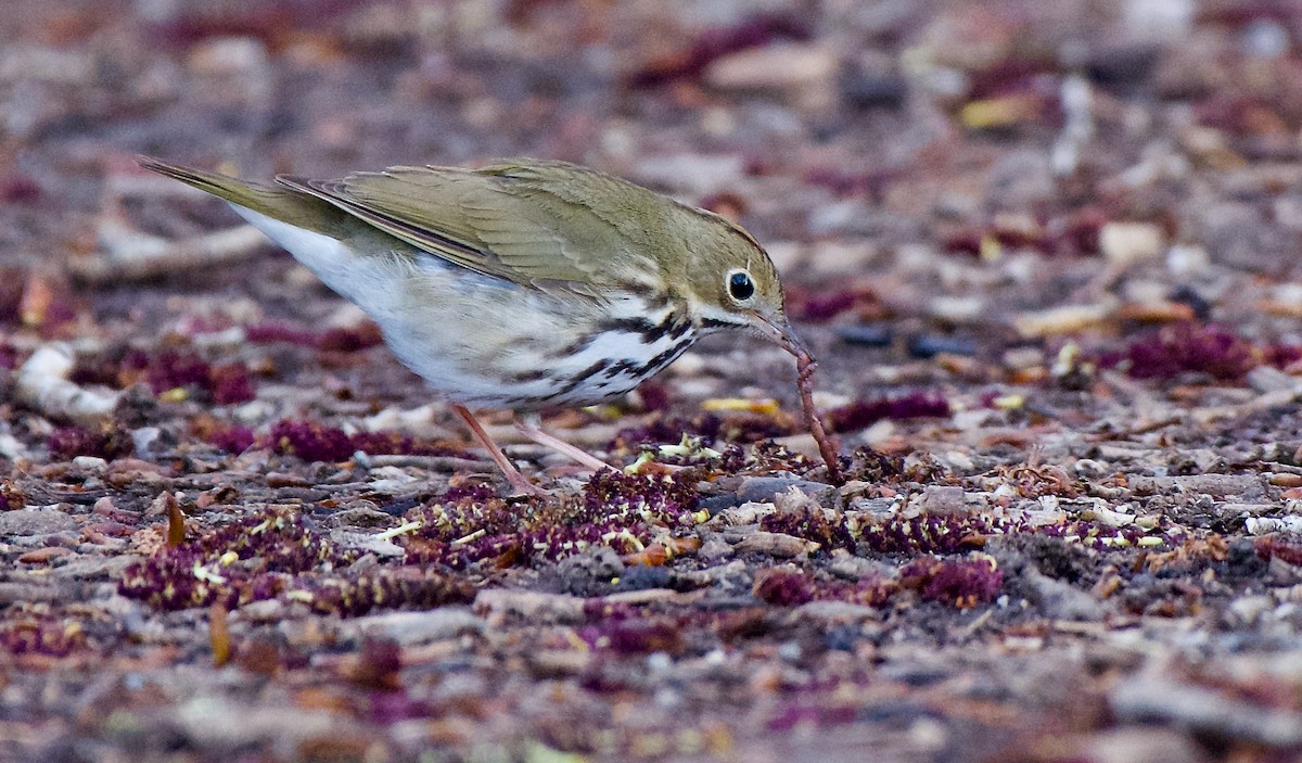 Ovenbird - Trey Rogers