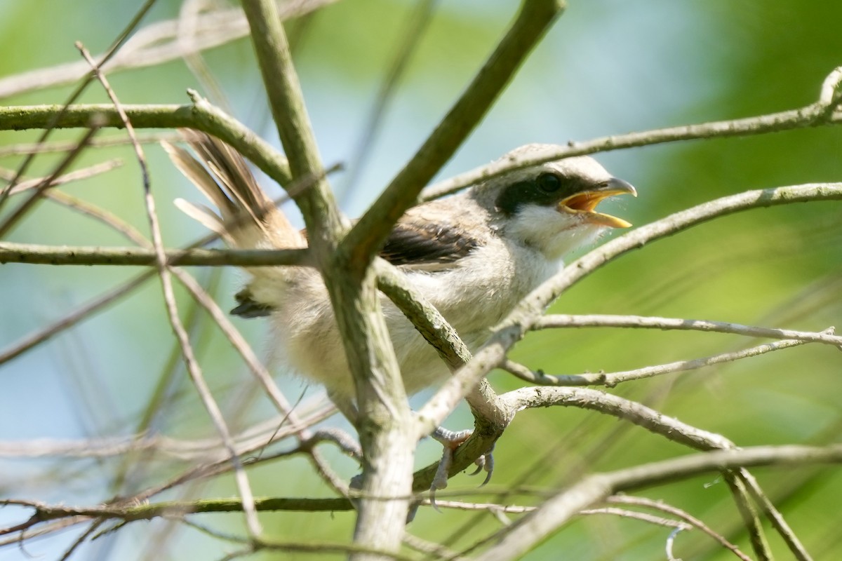 Long-tailed Shrike - Pine Cone