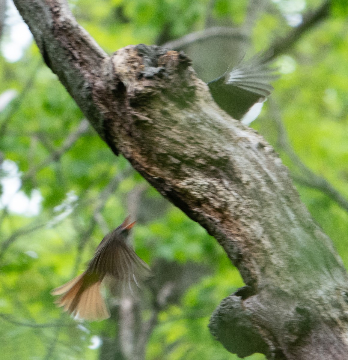 Great Crested Flycatcher - Paul  McPartland