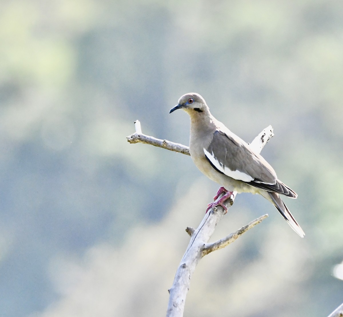 White-winged Dove - mark perry