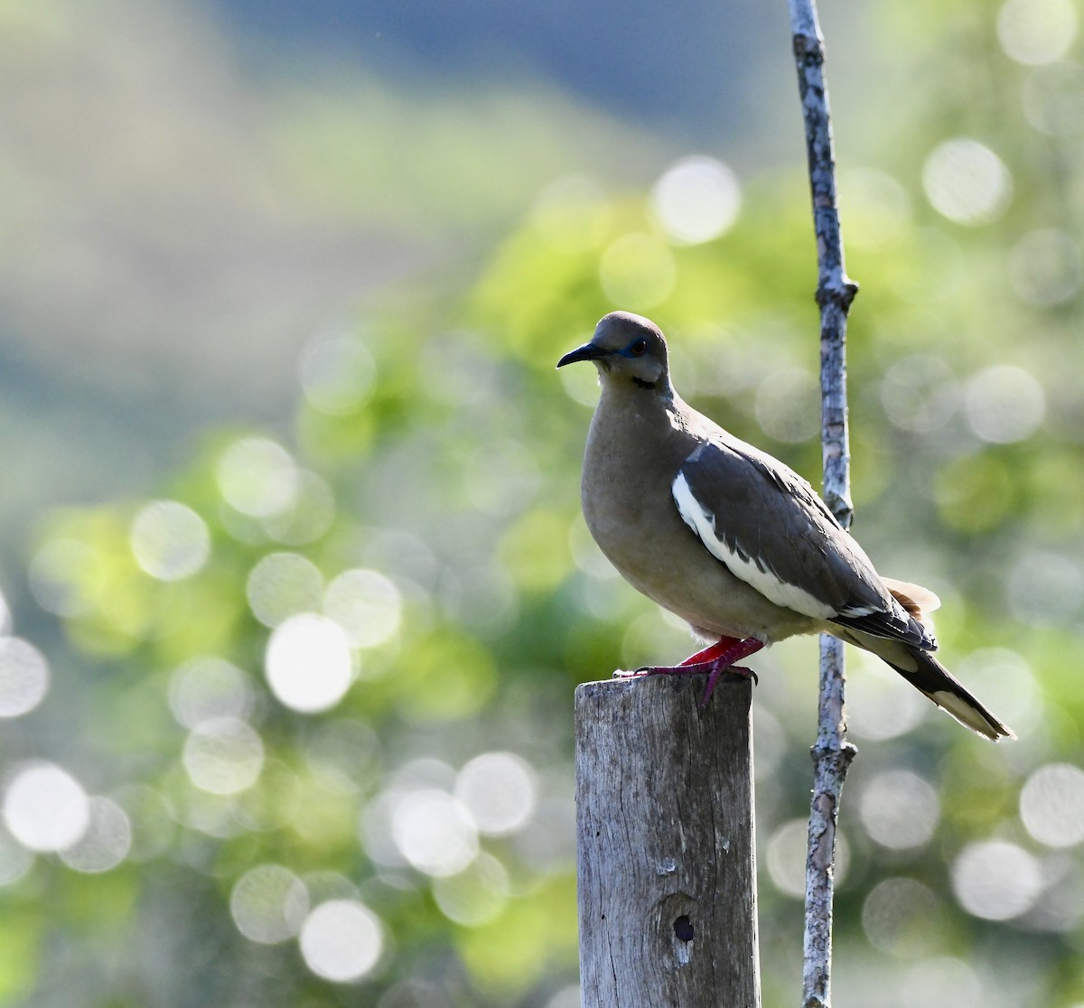 White-winged Dove - mark perry