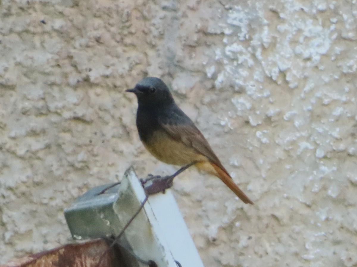 Black Redstart - Kseniia Marianna Prondzynska