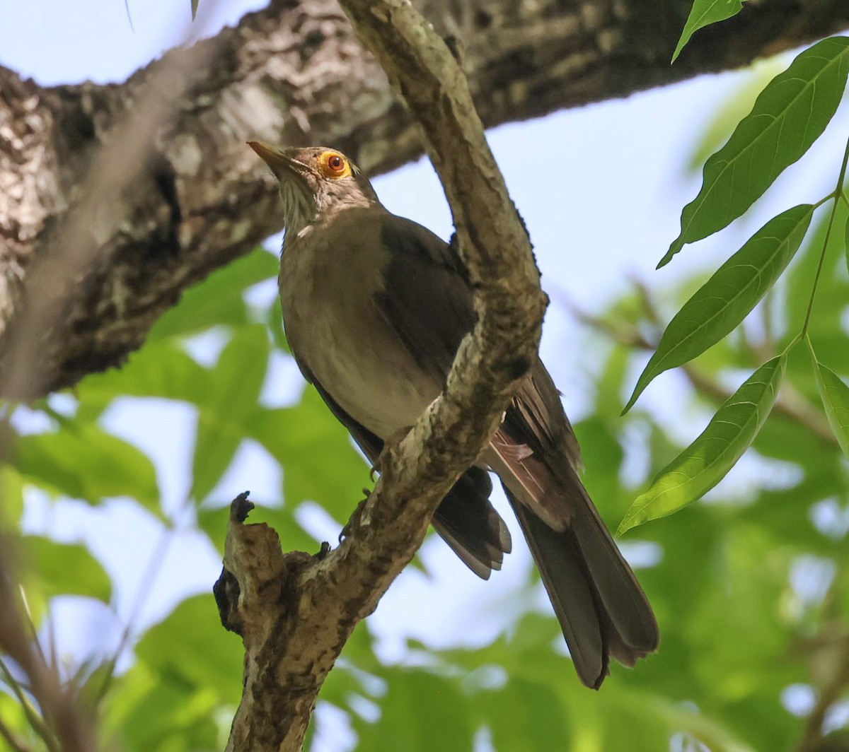 Spectacled Thrush - Pam Rasmussen