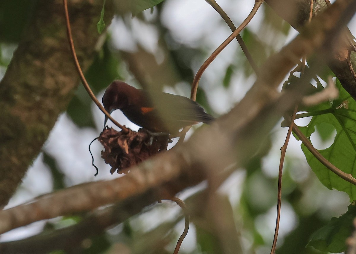 Martinique Oriole - Pam Rasmussen