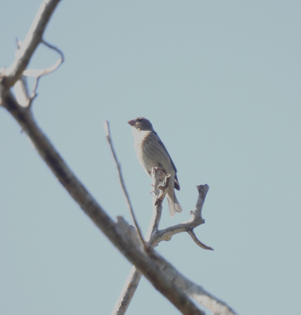 Common Rosefinch - ML619225420