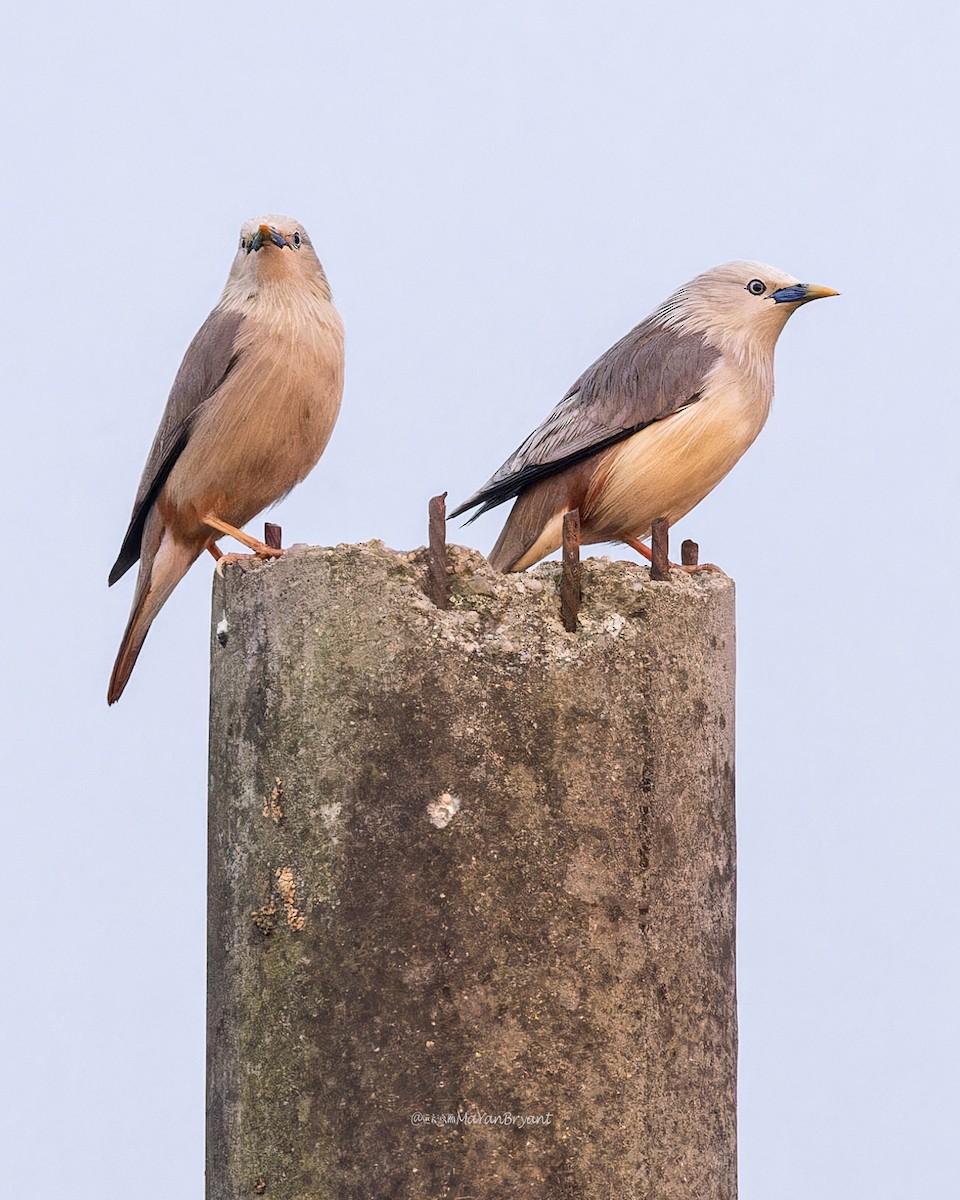 Chestnut-tailed Starling - ML619225421