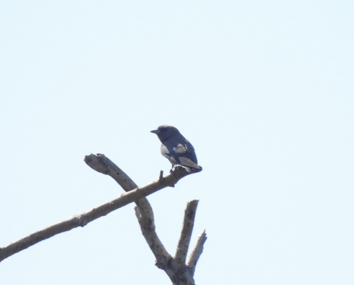 Ashy Woodswallow - ML619225452