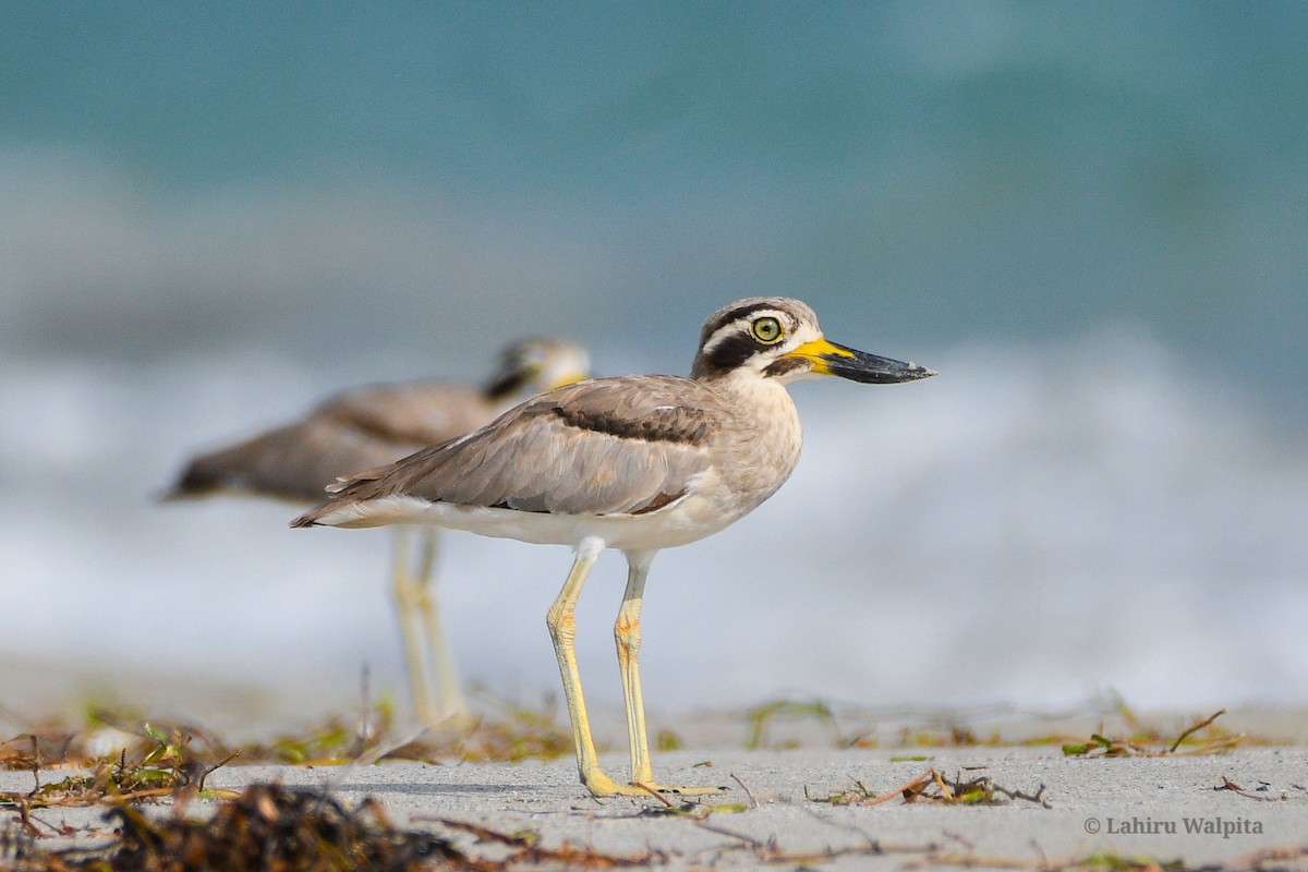 Great Thick-knee - Lahiru Walpita