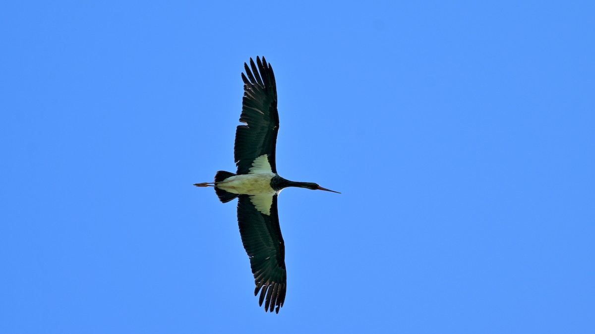 Black Stork - Roberto Lupi