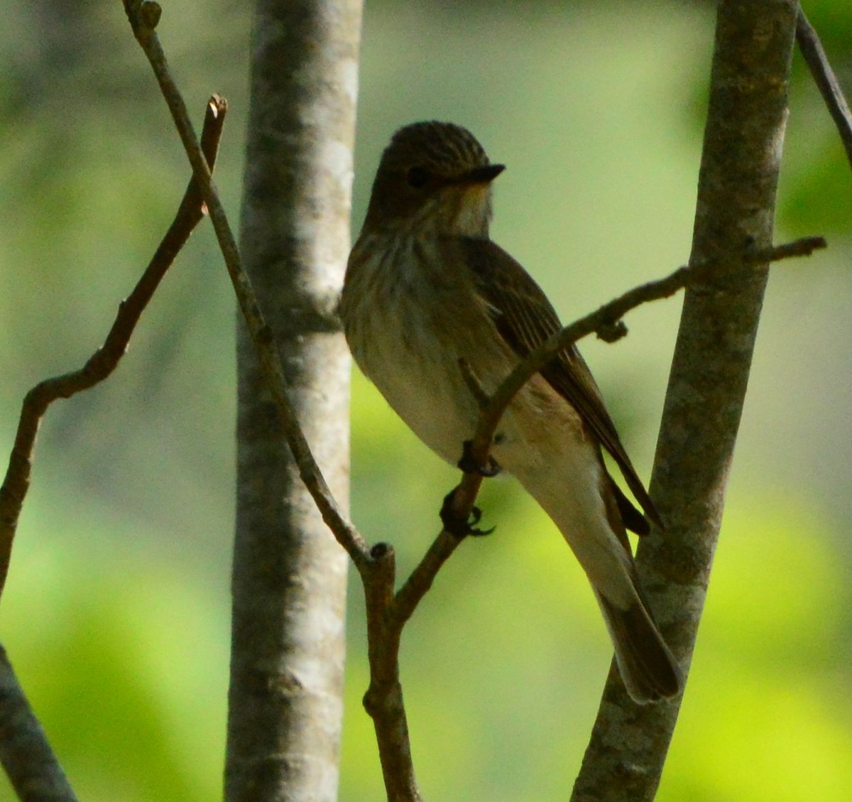 Spotted Flycatcher - Anonymous