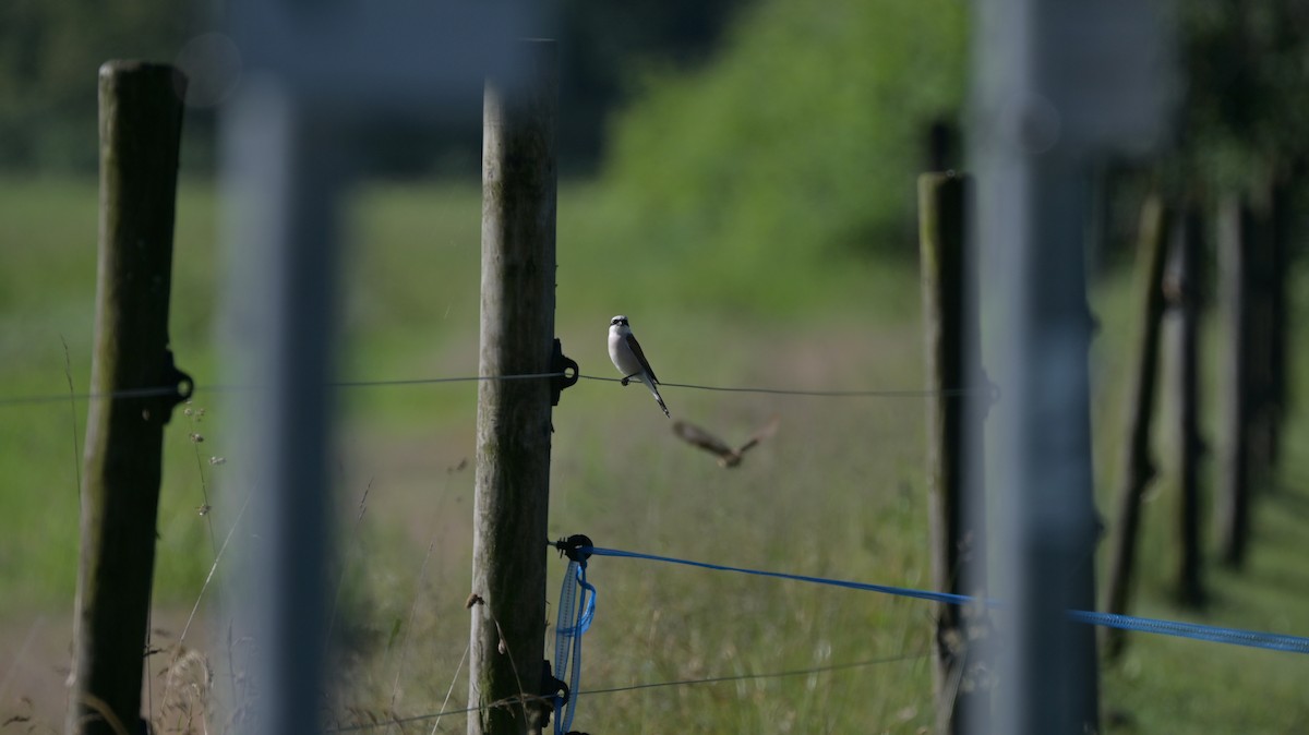 Red-backed Shrike - Roberto Lupi