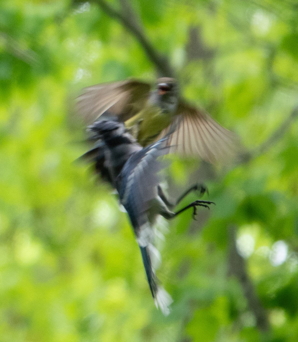 Great Crested Flycatcher - Paul  McPartland