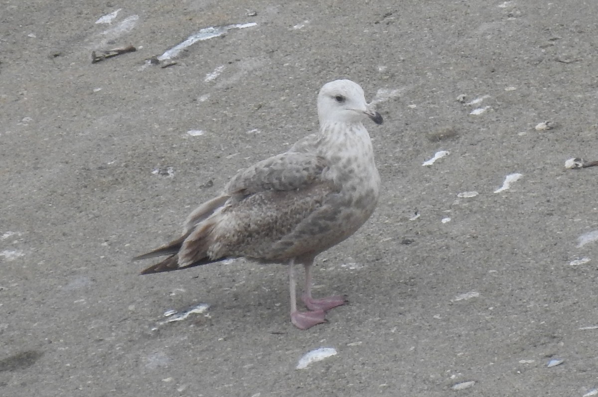 Herring Gull - ML619225469