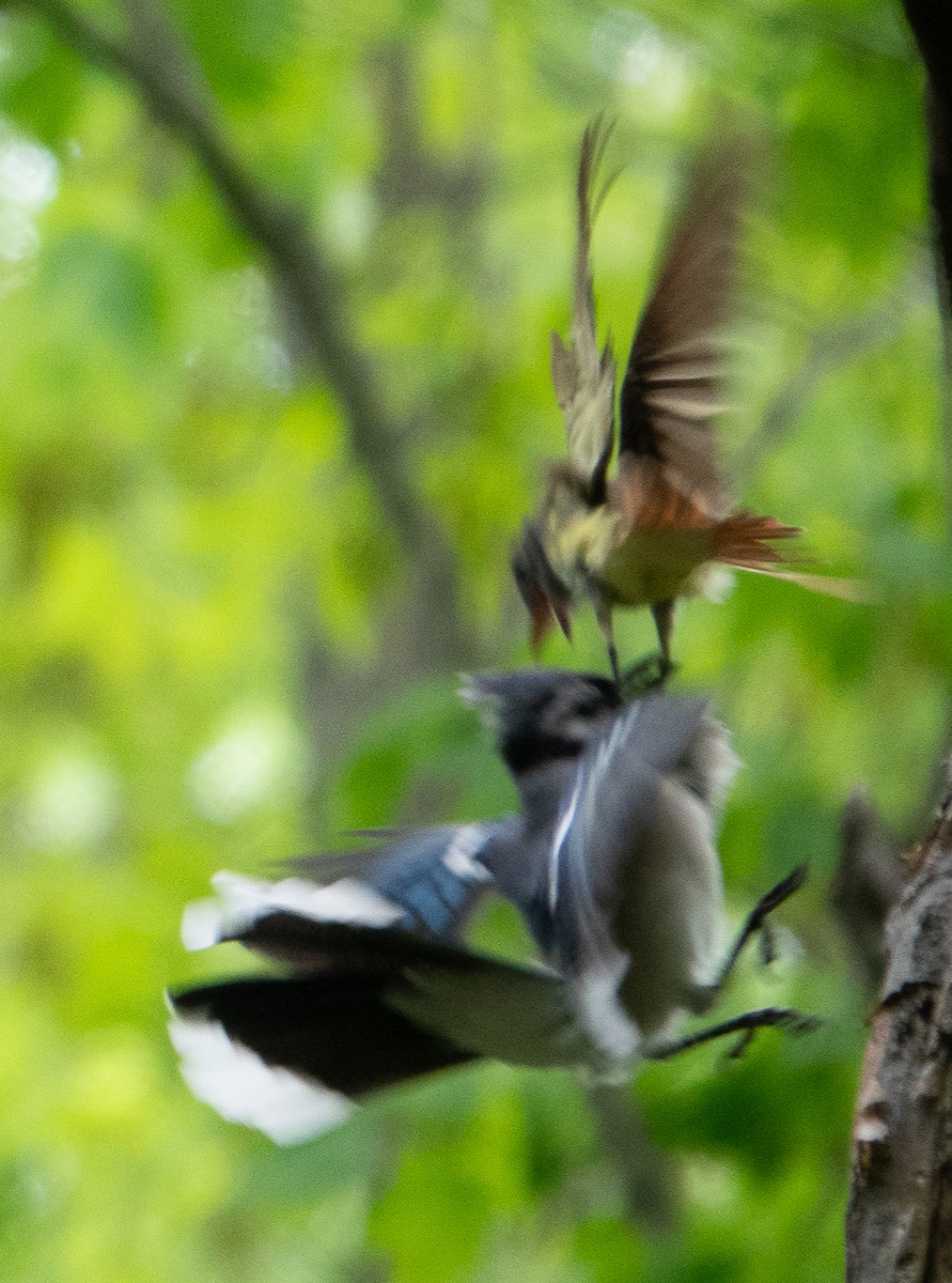 Great Crested Flycatcher - Paul  McPartland