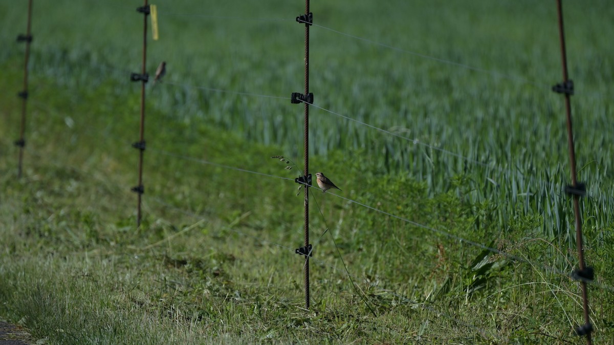 Whinchat - Roberto Lupi