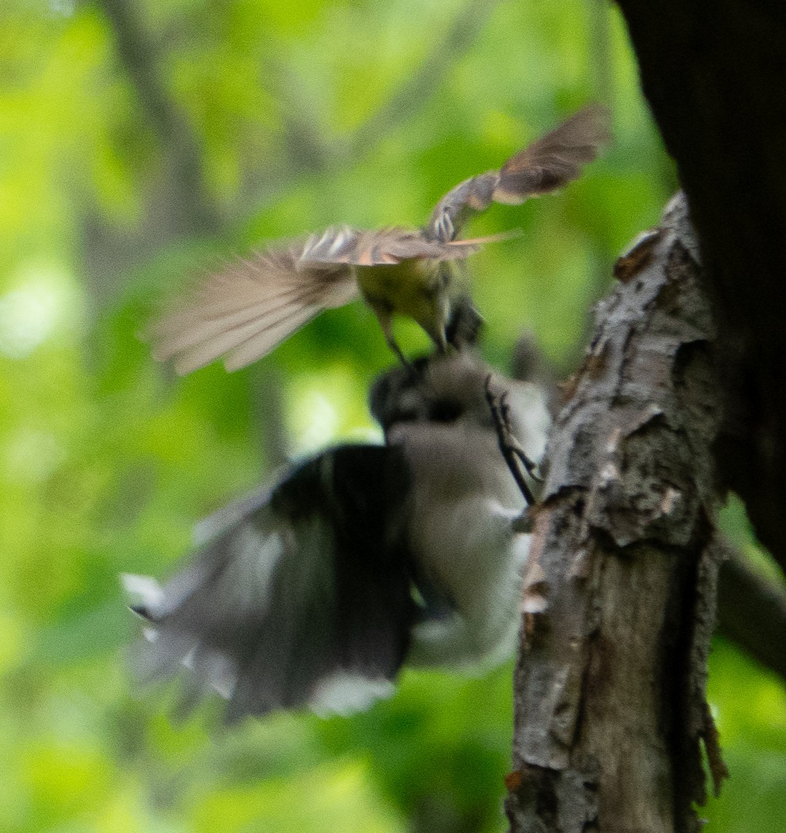 Great Crested Flycatcher - Paul  McPartland