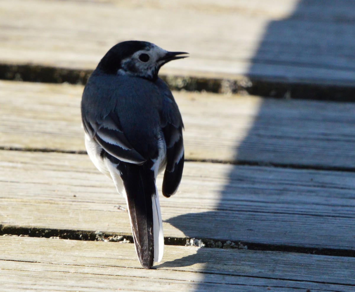 White Wagtail - Anonymous