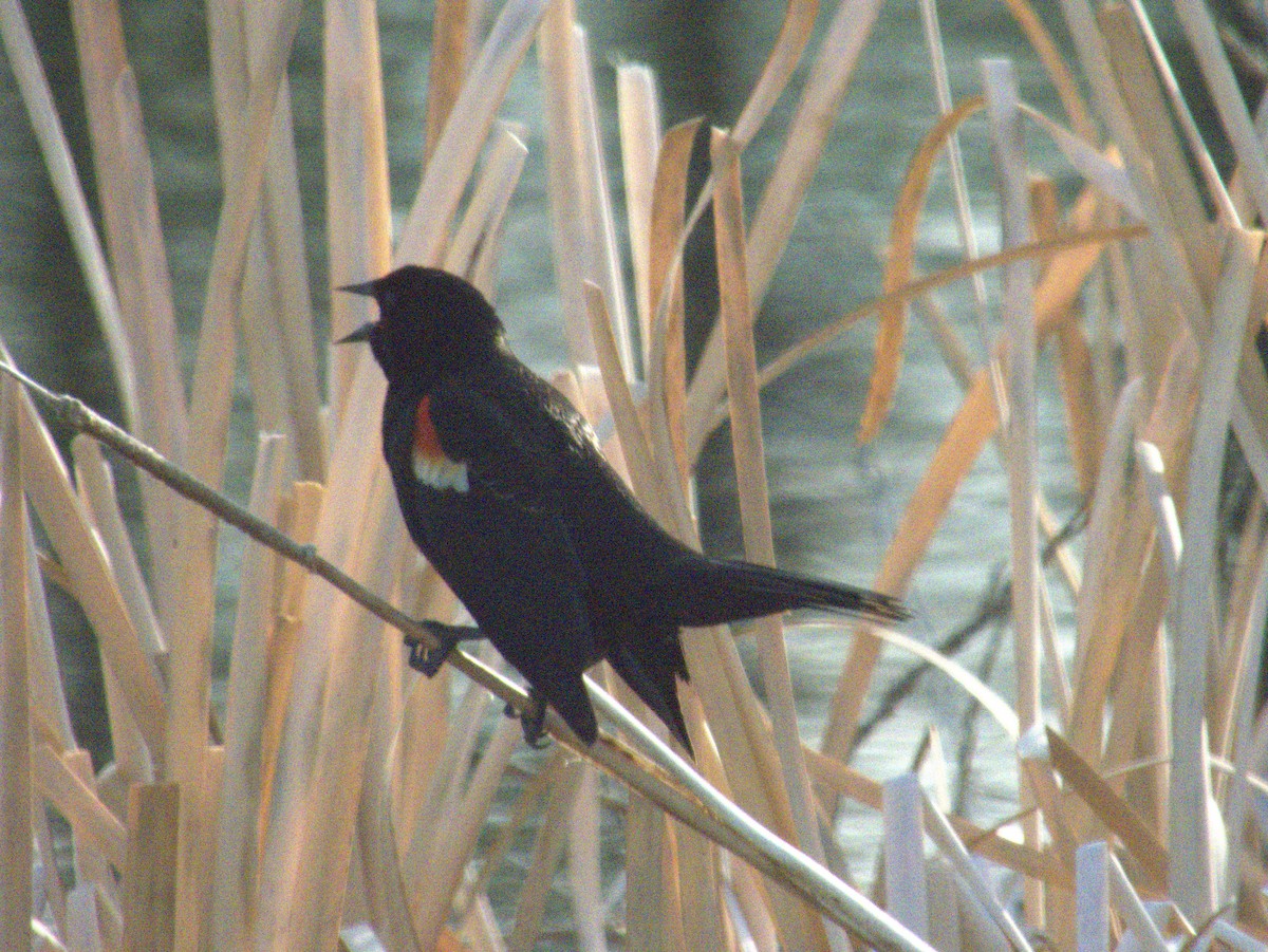 Red-winged Blackbird - Vince Hiebert