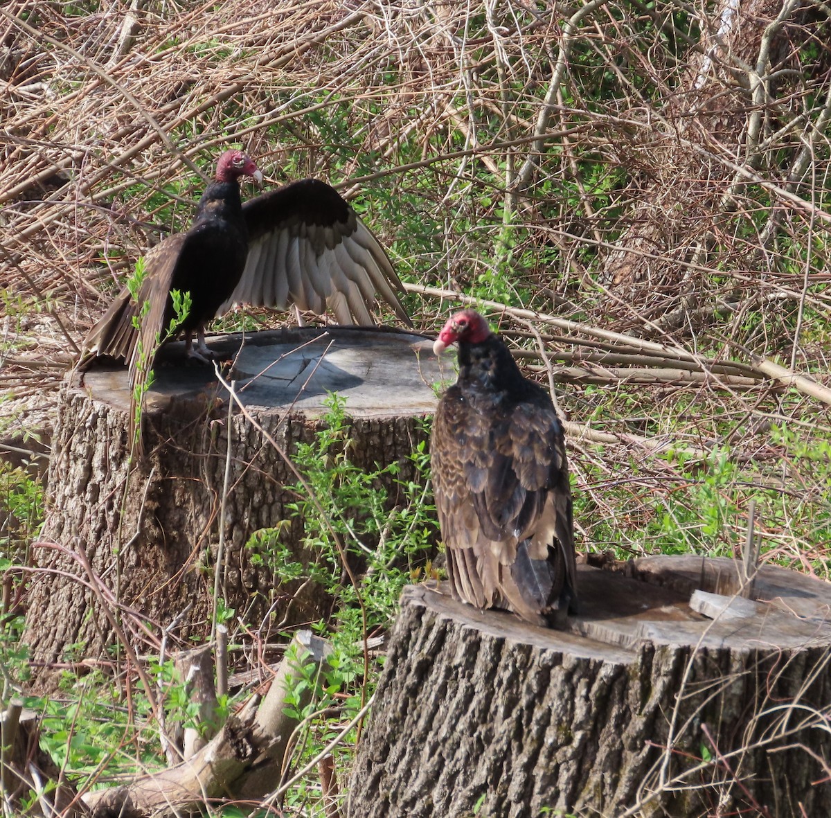 Turkey Vulture - Bonnie Hughes