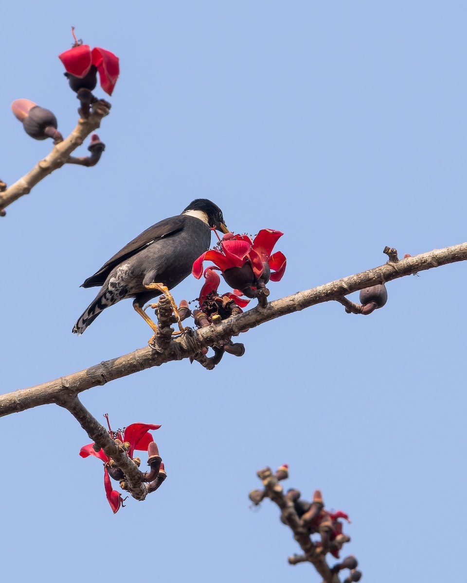 Collared Myna - Ma Yan Bryant