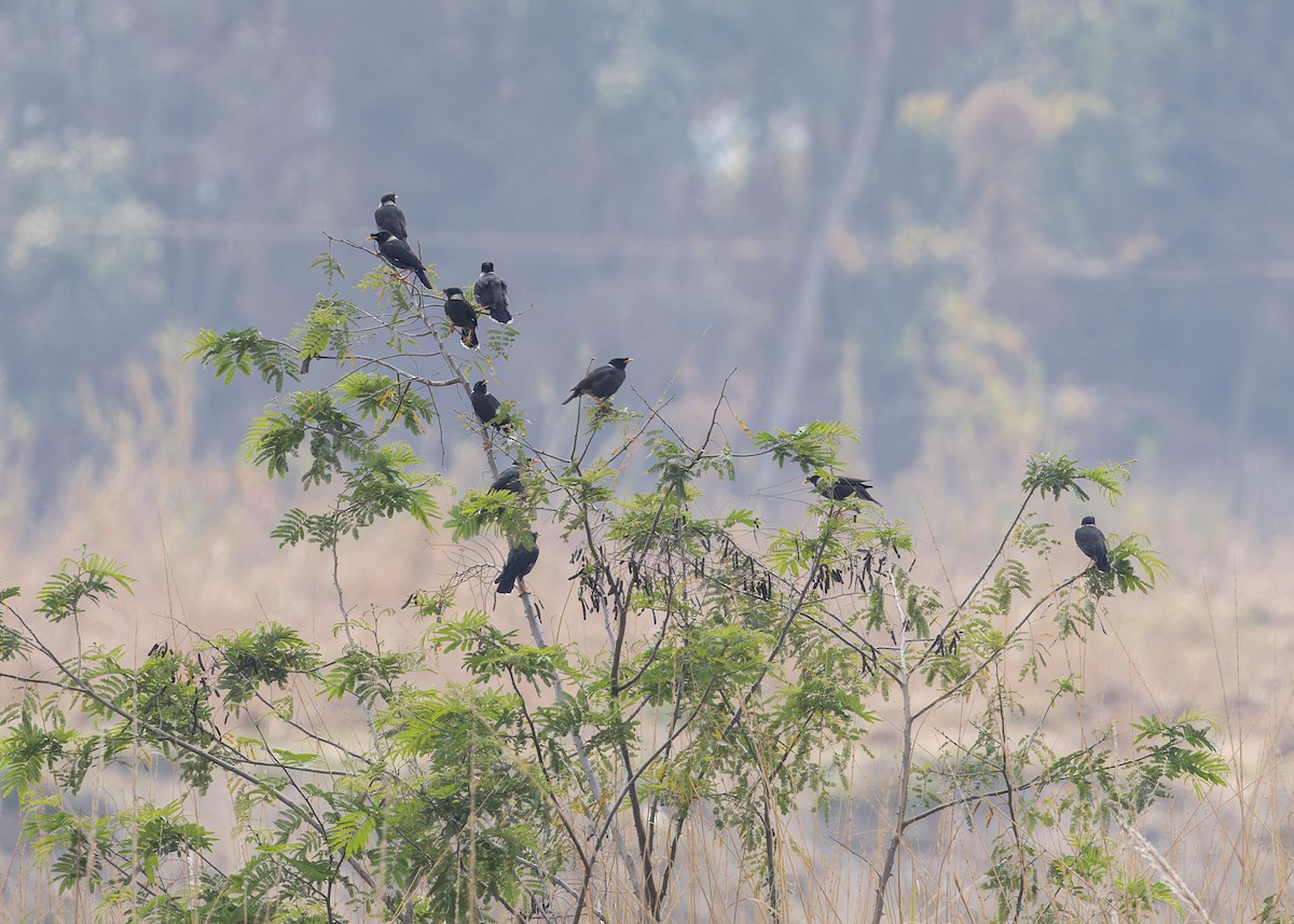 Collared Myna - Ma Yan Bryant