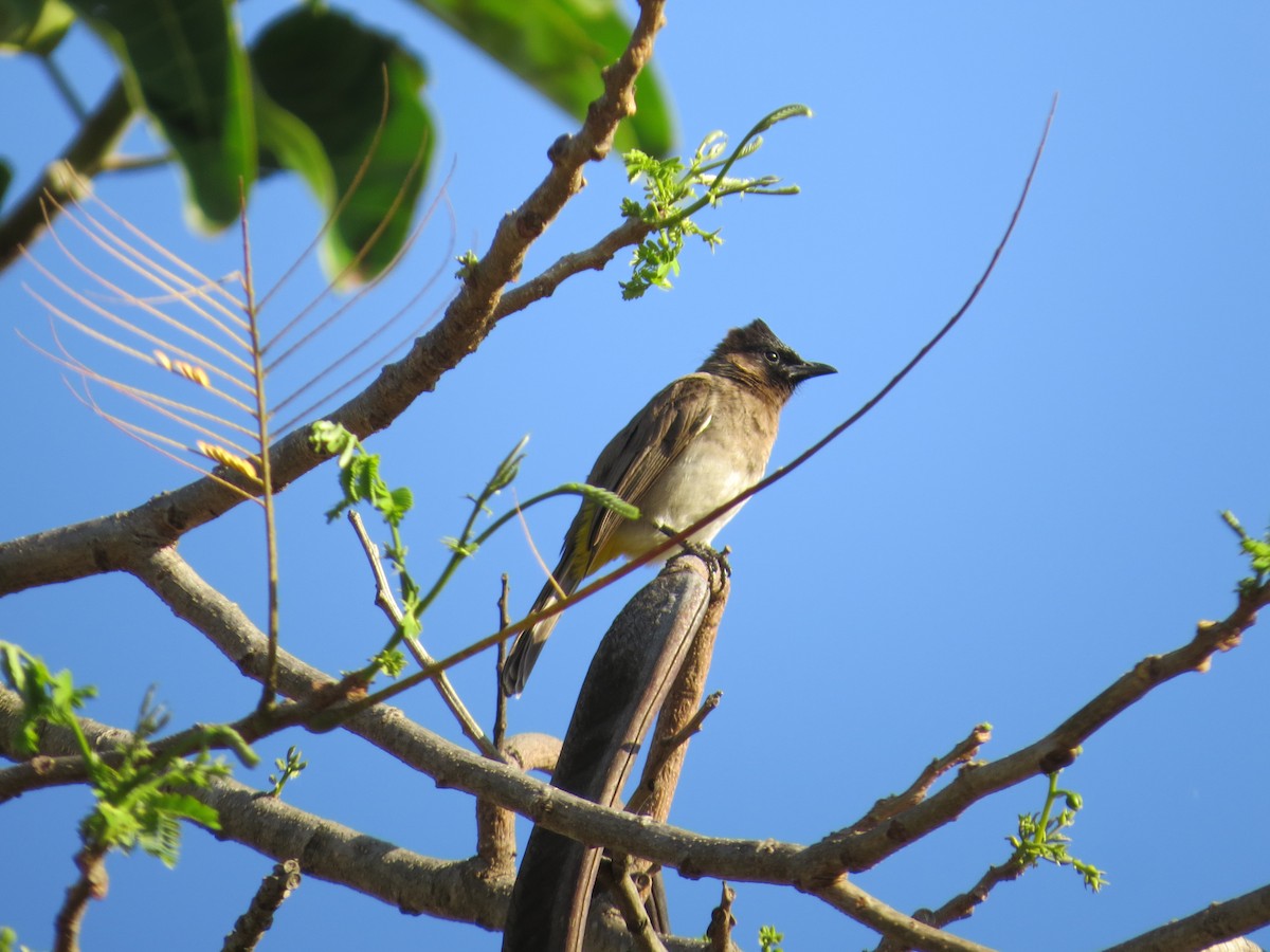 Common Bulbul - Mike & Angela Stahl