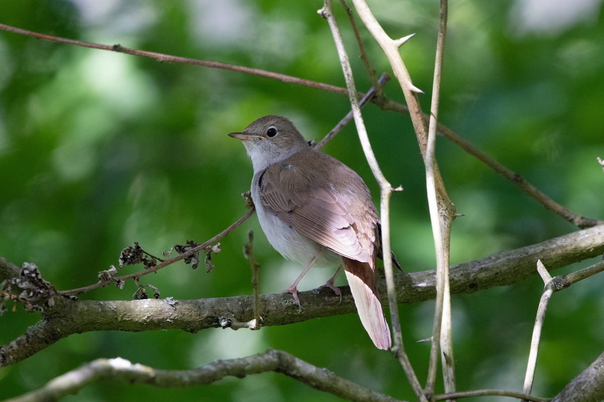 Common Nightingale - Oğuzhan Değirmenci