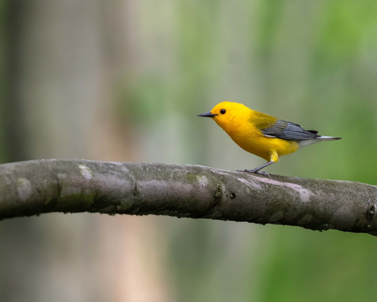 Prothonotary Warbler - ML619225544
