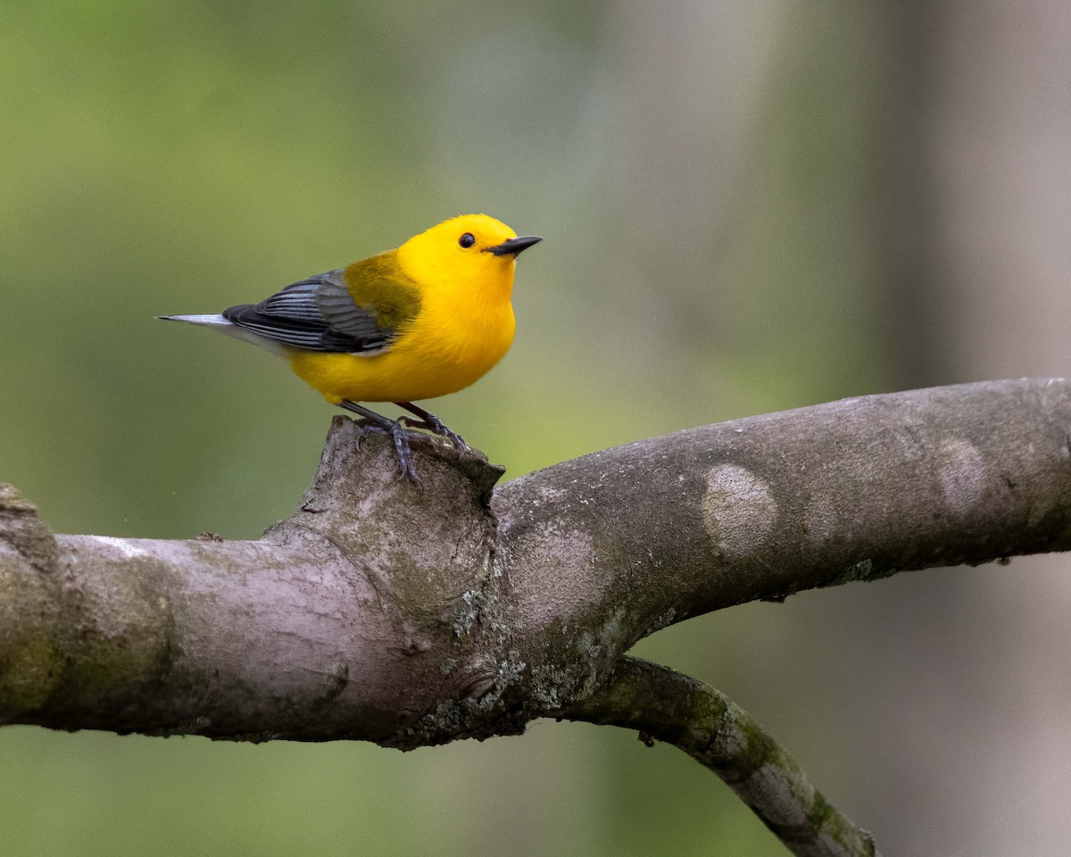 Prothonotary Warbler - ML619225545