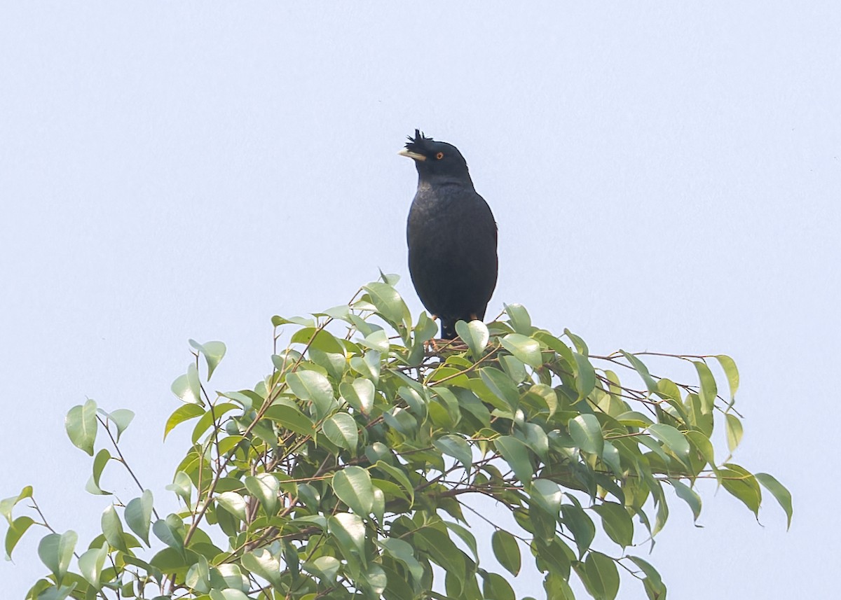 Crested Myna - Ma Yan Bryant