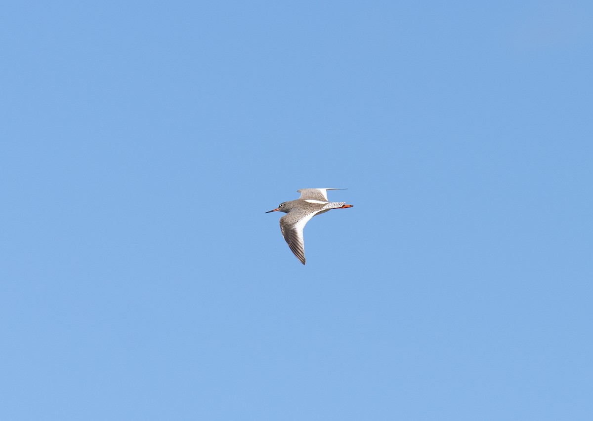 Common Redshank - Bárbara Morais