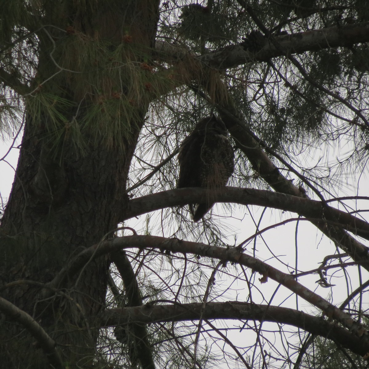 Great Horned Owl - Chuck Burt