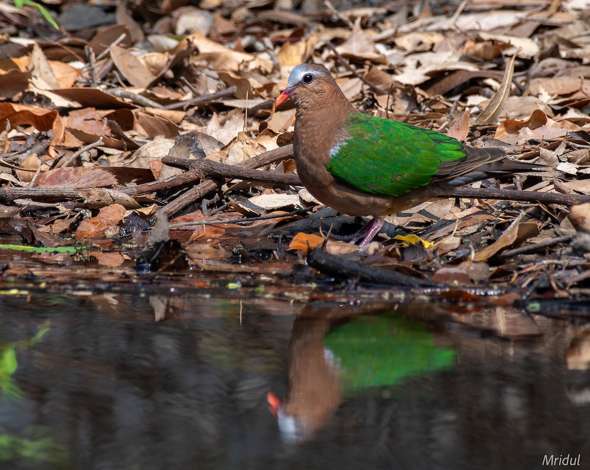 Asian Emerald Dove - ML619225598