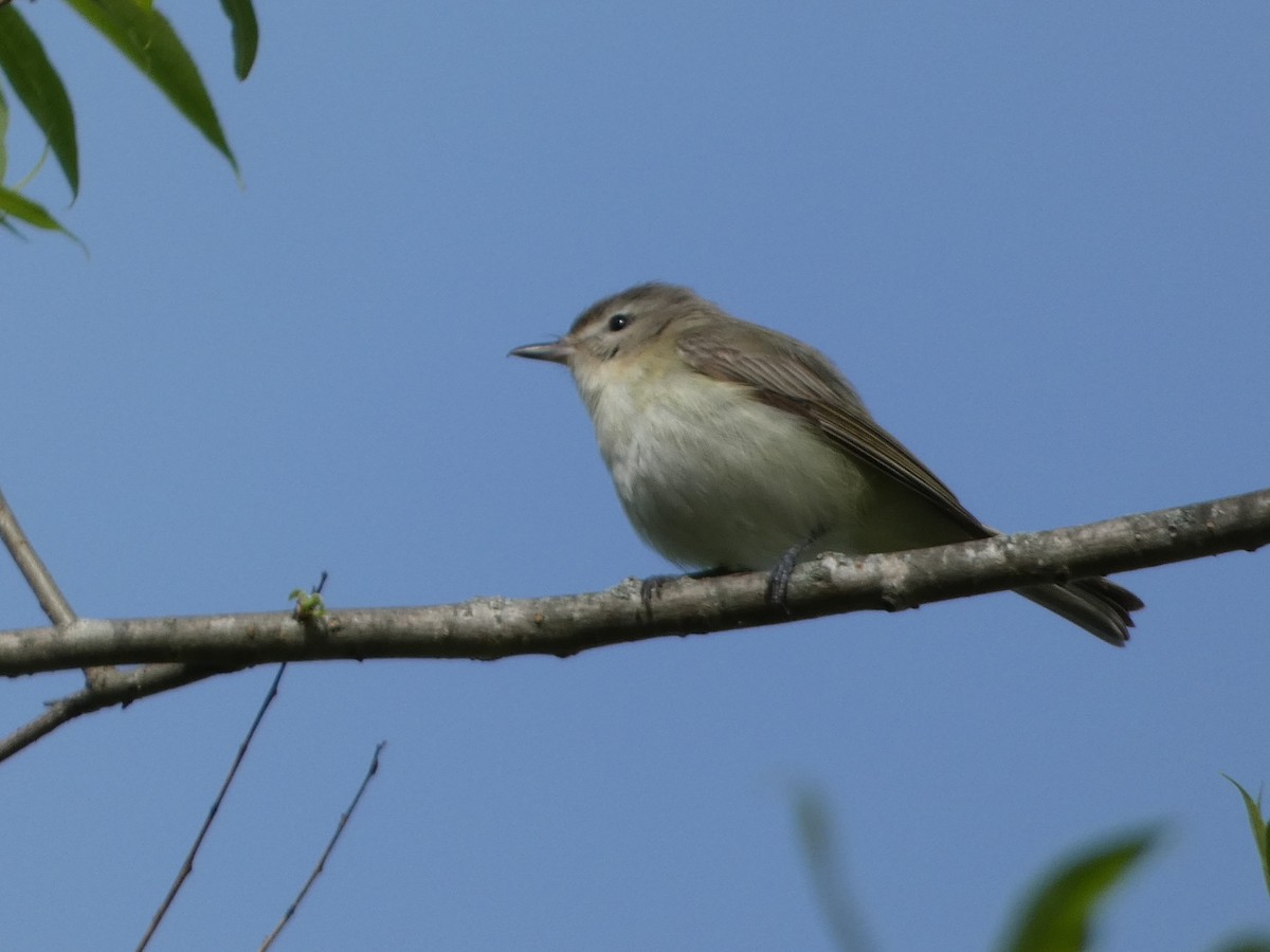 Warbling Vireo - Tom Wheatley