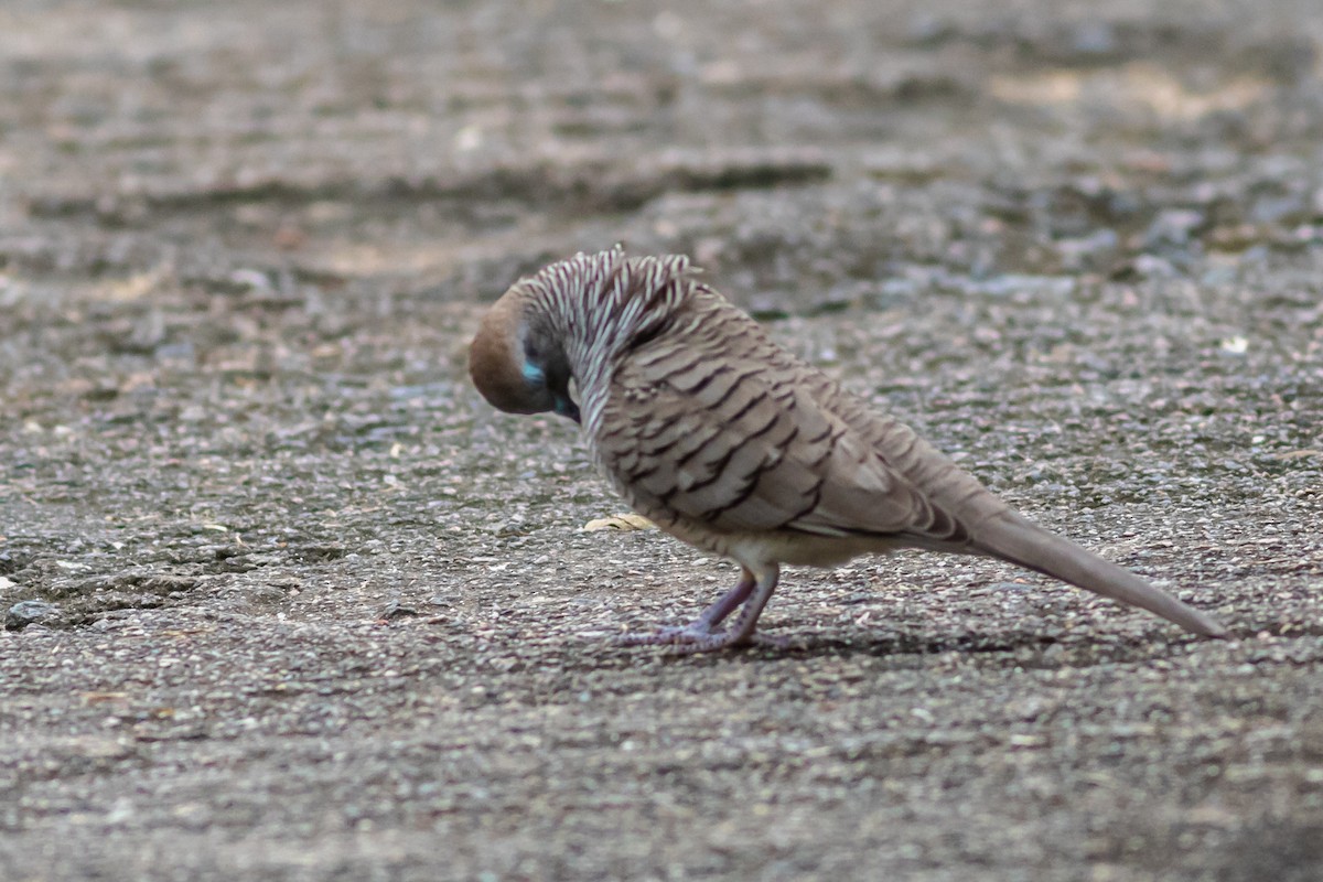 Zebra Dove - David Hird